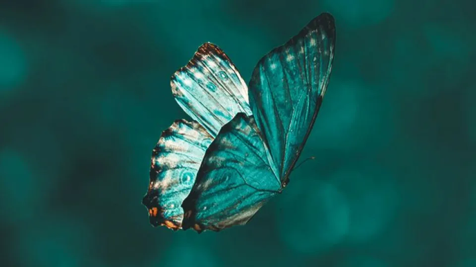 Sucesso nos próximos meses? Está garantido, se for de um destes signos  