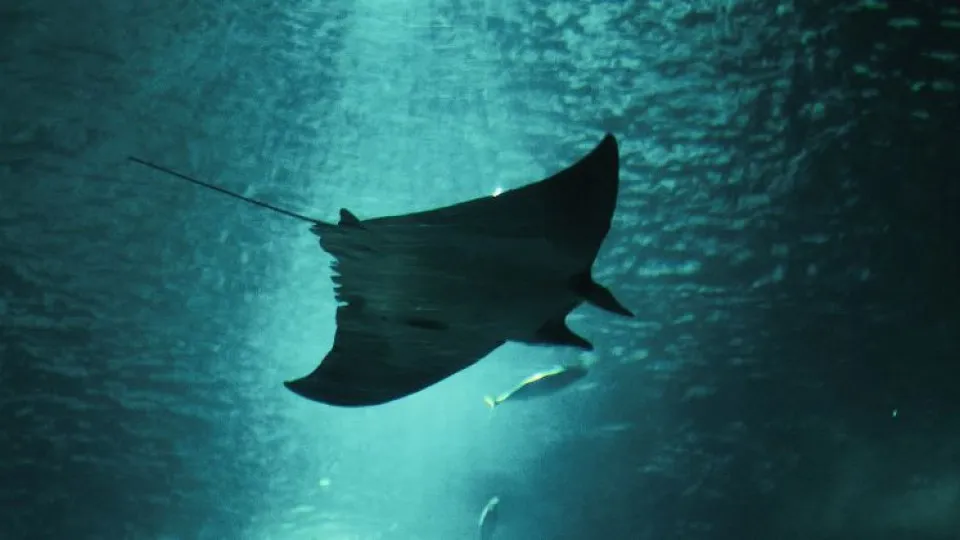 Tem até 25 anos? Vai poder ir ao Oceanário por metade do preço