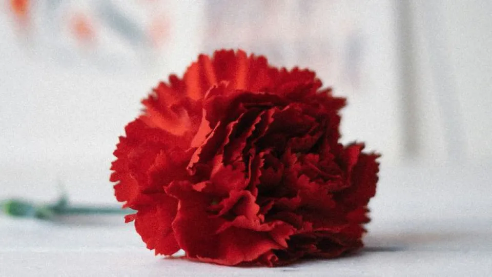 Sabia que colocar cravos na mala atrai dinheiro? 