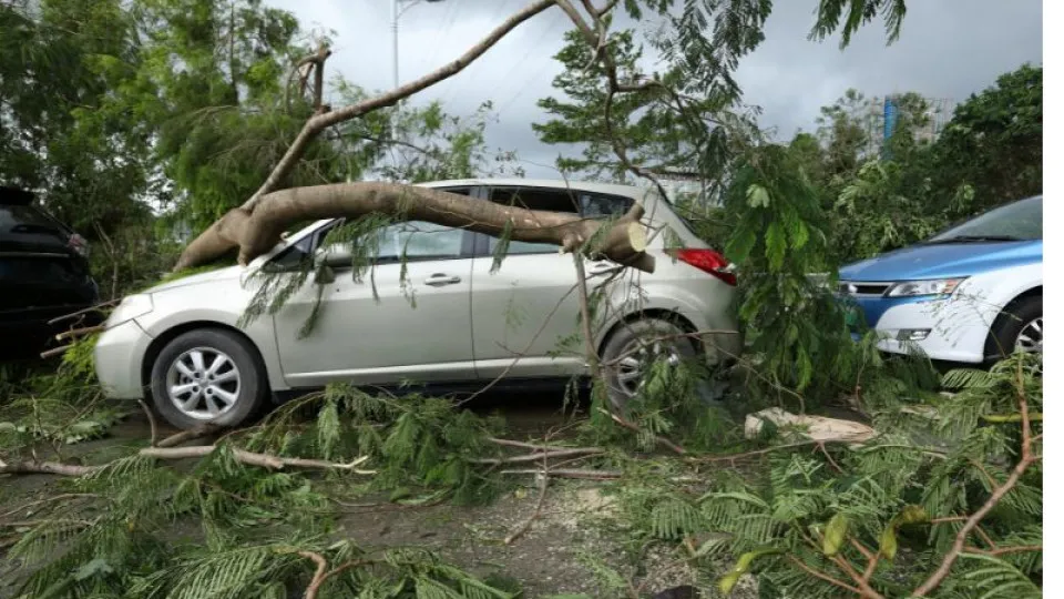 Carro danificado por queda de árvore? Saiba quem se responsabiliza pelos custos 