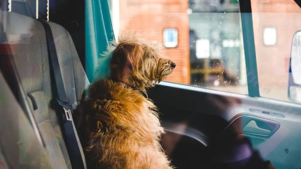 Táxis e TVDE não podem recusar animais – exceto em casos específicos