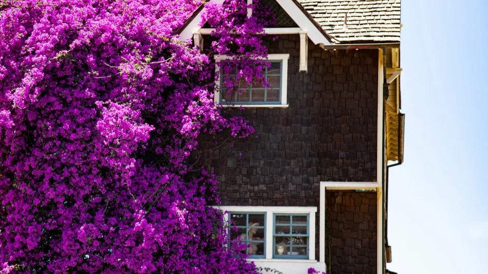 Casa com fachada em madeira escura parcialmente coberta por trepadeiras com flores roxas vibrantes, simbolizando investimento imobiliário com potencial.
