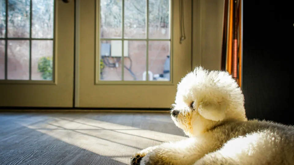 Cão pequeno e peludo deitado no chão a apanhar sol junto a uma porta envidraçada.