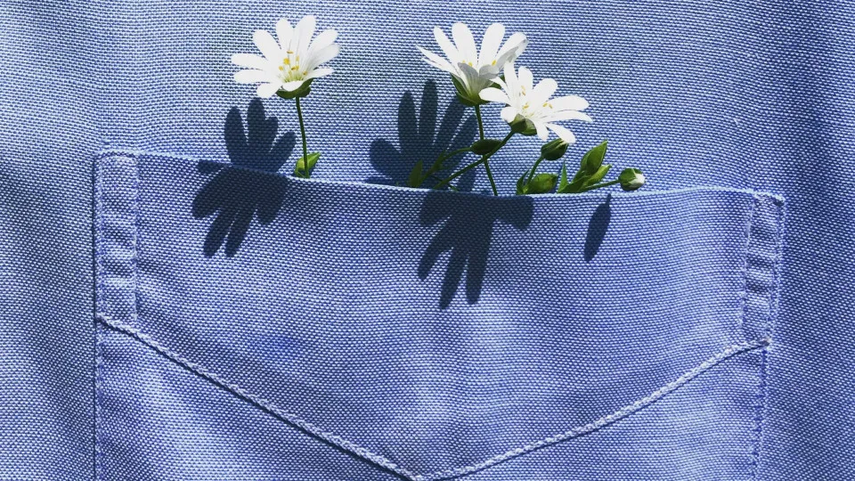 Flores brancas dentro do bolso de uma camisa azul clara.